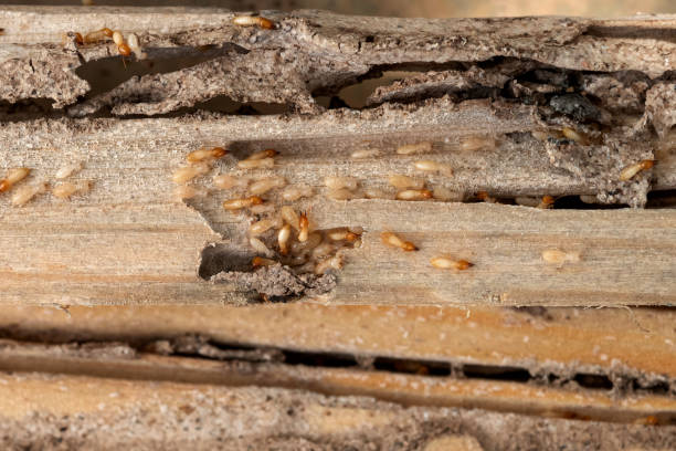 Best Ant Control Services  in Apex, NC